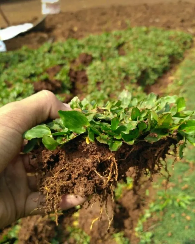 jual rumput gajah_mini_1